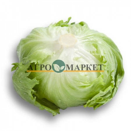 Салат айсберг УМБРИНАС / UMBRINAS Rijk Zwaan  фото 3