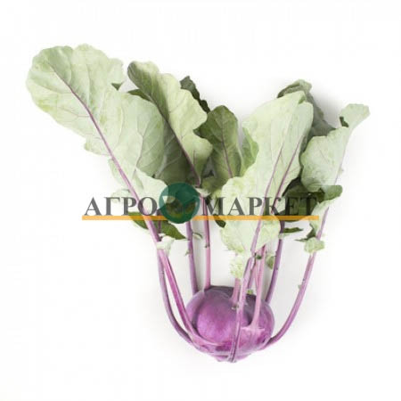 Капуста кольраби УКЗА F1 / UKZA F1 Rijk Zwaan  фото 2
