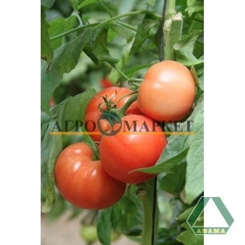 Томат АВЕН F1 / AVEN F1 Adama  фото 2