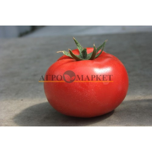 Томат ОАЗИС F1 / OASIS F1 Clause  фото 2