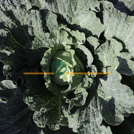 Капуста савойская ЭСТРЕМА F1 Rijk Zwaan  фото 3