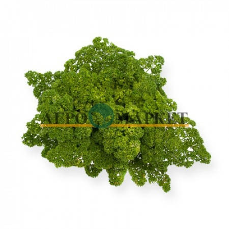 Петрушка МООСКРАУЗЕ 2 / MOOSKRAUZE 2 Rijk Zwaan  фото 3