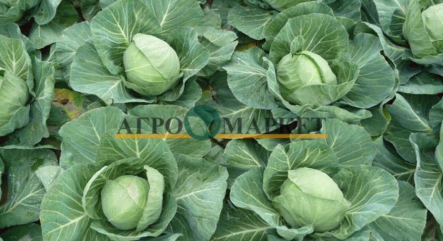 Капуста белокочанная ГРИН ФЛЭШ F1 / GREEN FLASH F1 Seminis  фото 2