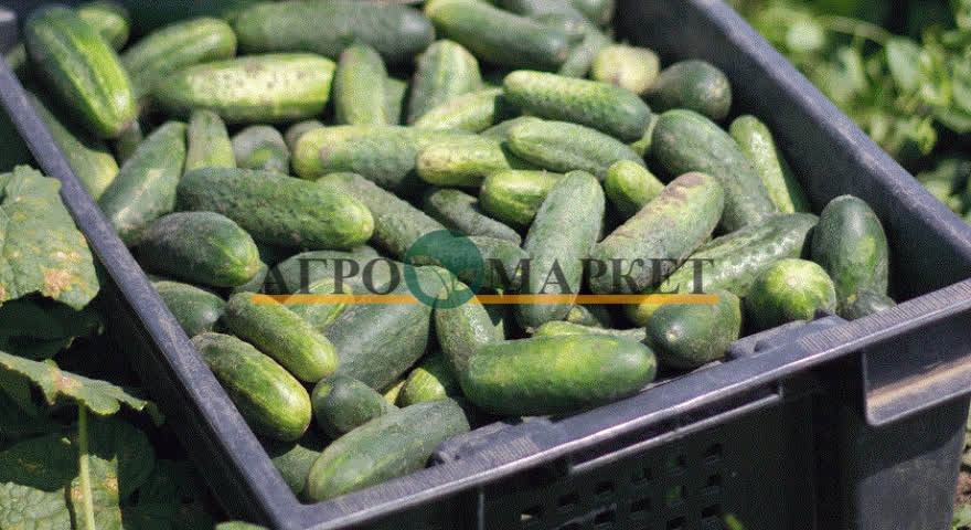Огурец НАДЮША F1 / NADYUSHA F1 Seminis  фото 3