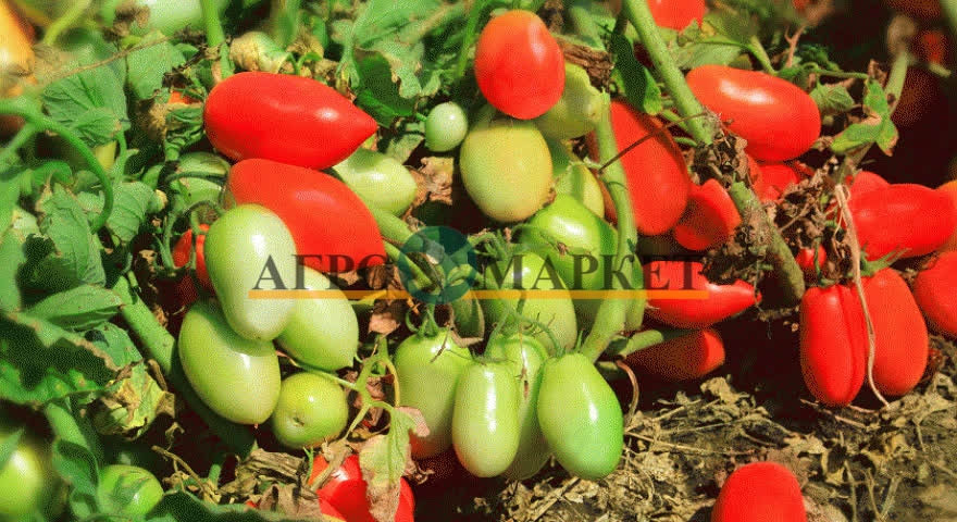 Томат ДОЧЕТ F1 / DOCHET F1 Seminis  фото 3