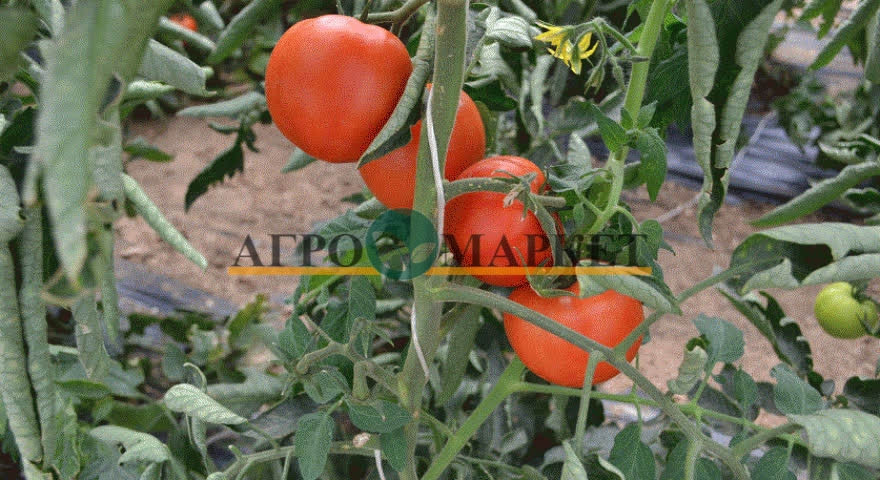 Томат КОРВИНУС F1 / KORVINUS F1 Seminis  фото 3