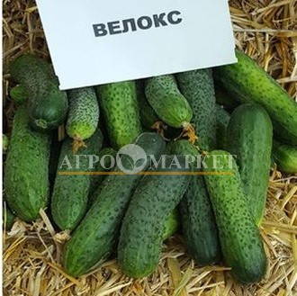 Огурец ВЕЛОКС F1 / VELOKS F1 Nunhems  фото 2