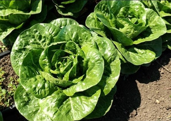 Салат ромэн КАББУРА / KABBURA Global Seeds 