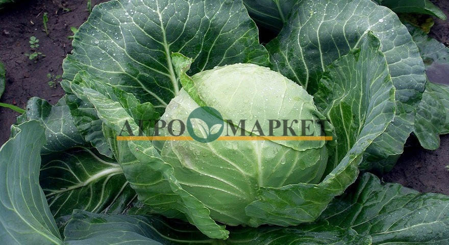 Капуста белокочанная ГРИН ФЛЭШ F1 / GREEN FLASH F1 Seminis  фото 4