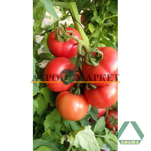 Томат МАЛИНОВЫЙ ЭДЕМ F1 F1 / MALINOVYY EDEM Adama  фото 3
