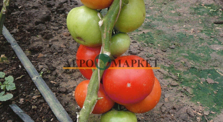 Томат ЖЕНАРОС F1 / ZHENAROS F1 Seminis  фото 3