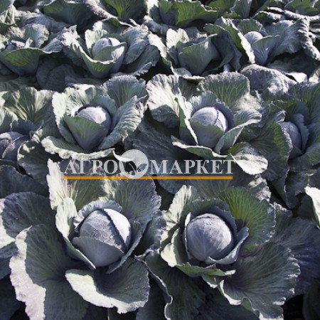 Капуста краснокочанная РЕСИМА F1 / RESIMA F1 Rijk Zwaan  фото 4