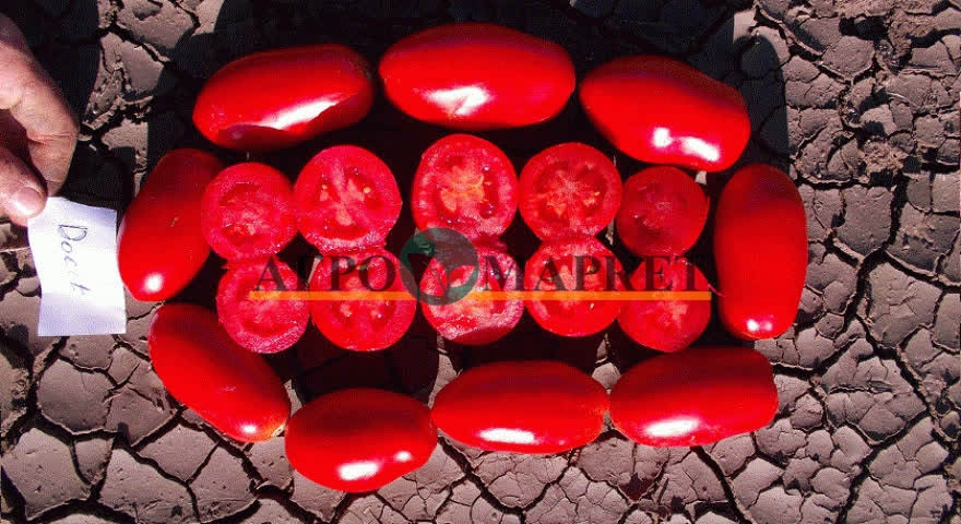 Томат ДОЧЕТ F1 / DOCHET F1 Seminis  фото 5
