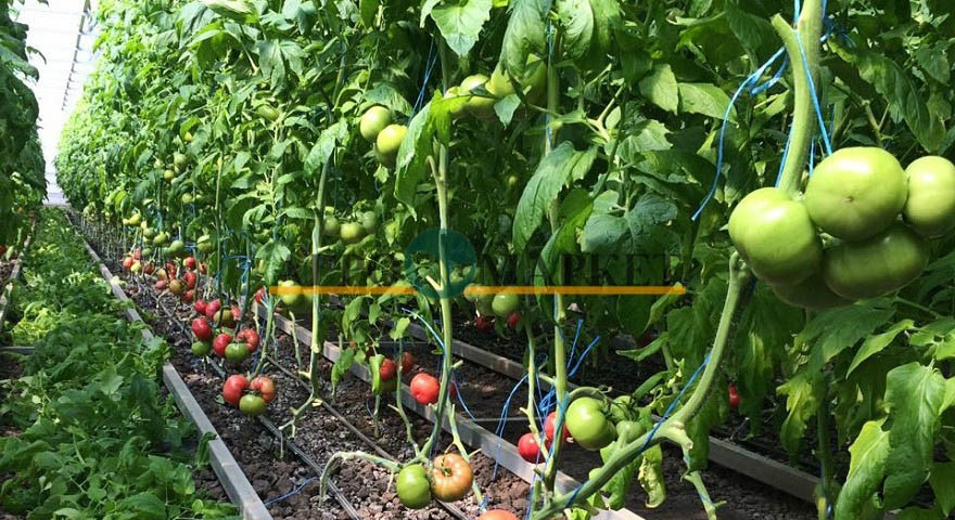 Томат МЕЙ ШУАЙ F1 / MEY SHUAY F1 Seminis  фото 4