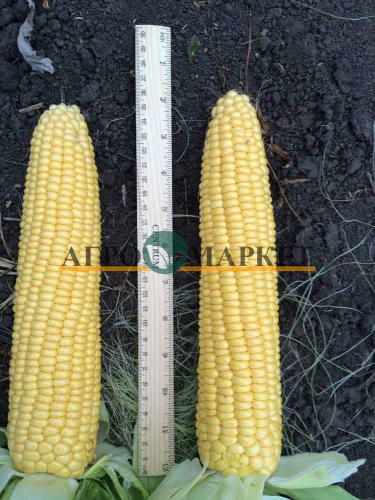 Кукуруза ТЕСТИ ГОЛД F1 / TASTY GOLD F1 Agri Saaten  фото 5