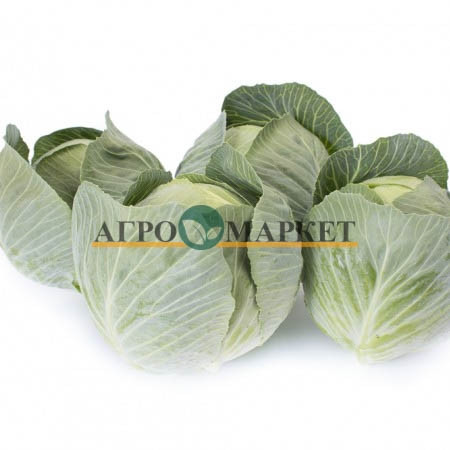 Капуста белокочанная ФЛЕКСИМА F1 / FLEKSIMA F1 Rijk Zwaan  фото 3