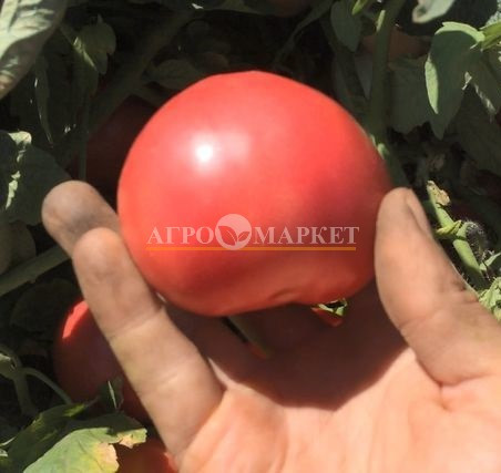 Томат АВ 530 F1 / AV 530 F1 Atakama Seeds  фото 2