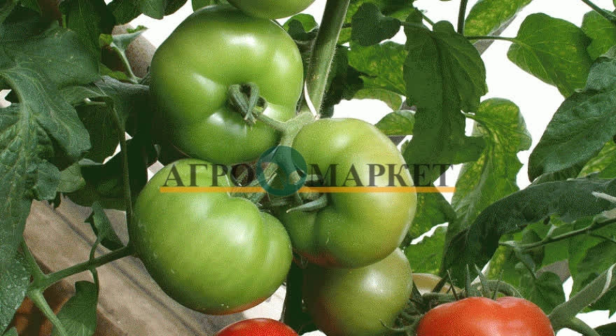 Томат МАГНУС F1 / MAGNUS F1 Seminis  фото 6