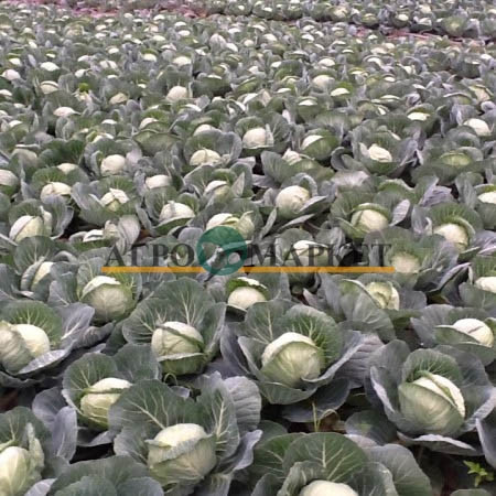 Капуста белокочанная ЛЕММА F1 / LEMMA F1 Rijk Zwaan  фото 5