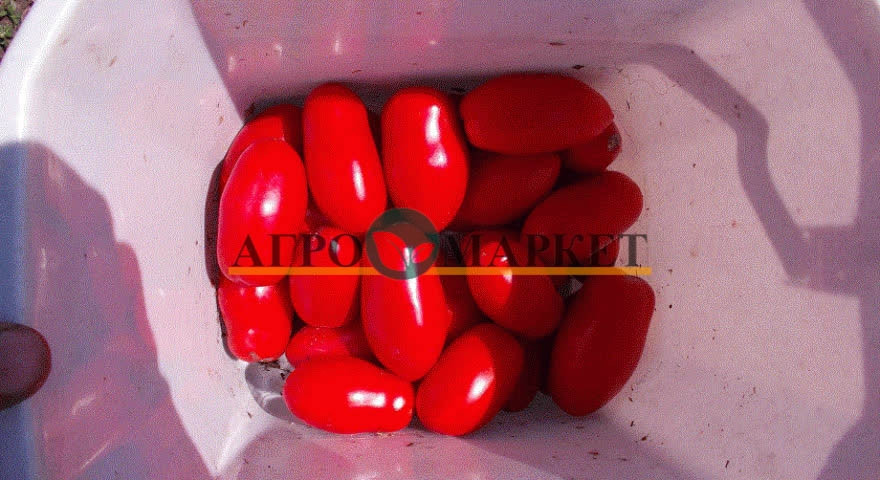 Томат ДОЧЕТ F1 / DOCHET F1 Seminis  фото 7