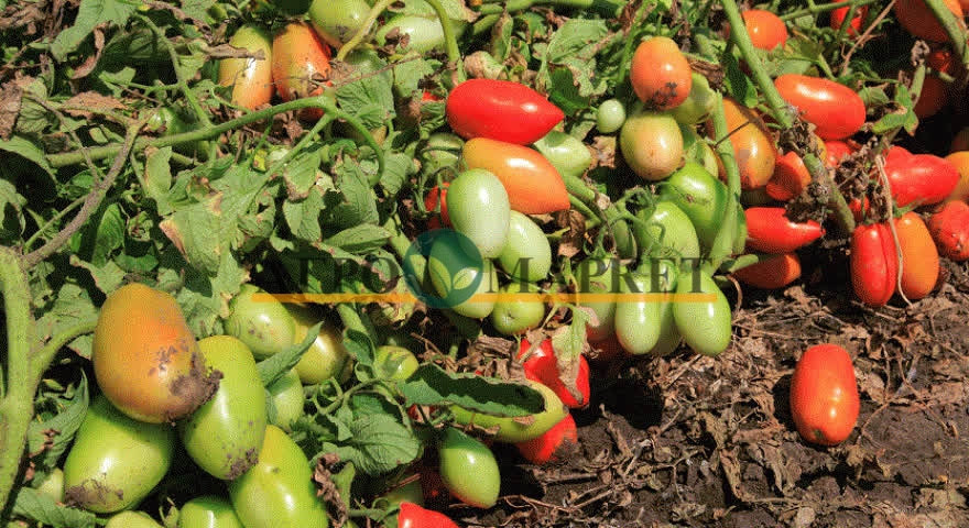 Томат ДОЧЕТ F1 / DOCHET F1 Seminis  фото 8
