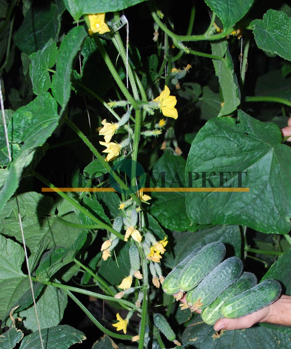 Огурец КАРОЛИНА F1 / KAROLINA F1 Quality Seeds  фото 7