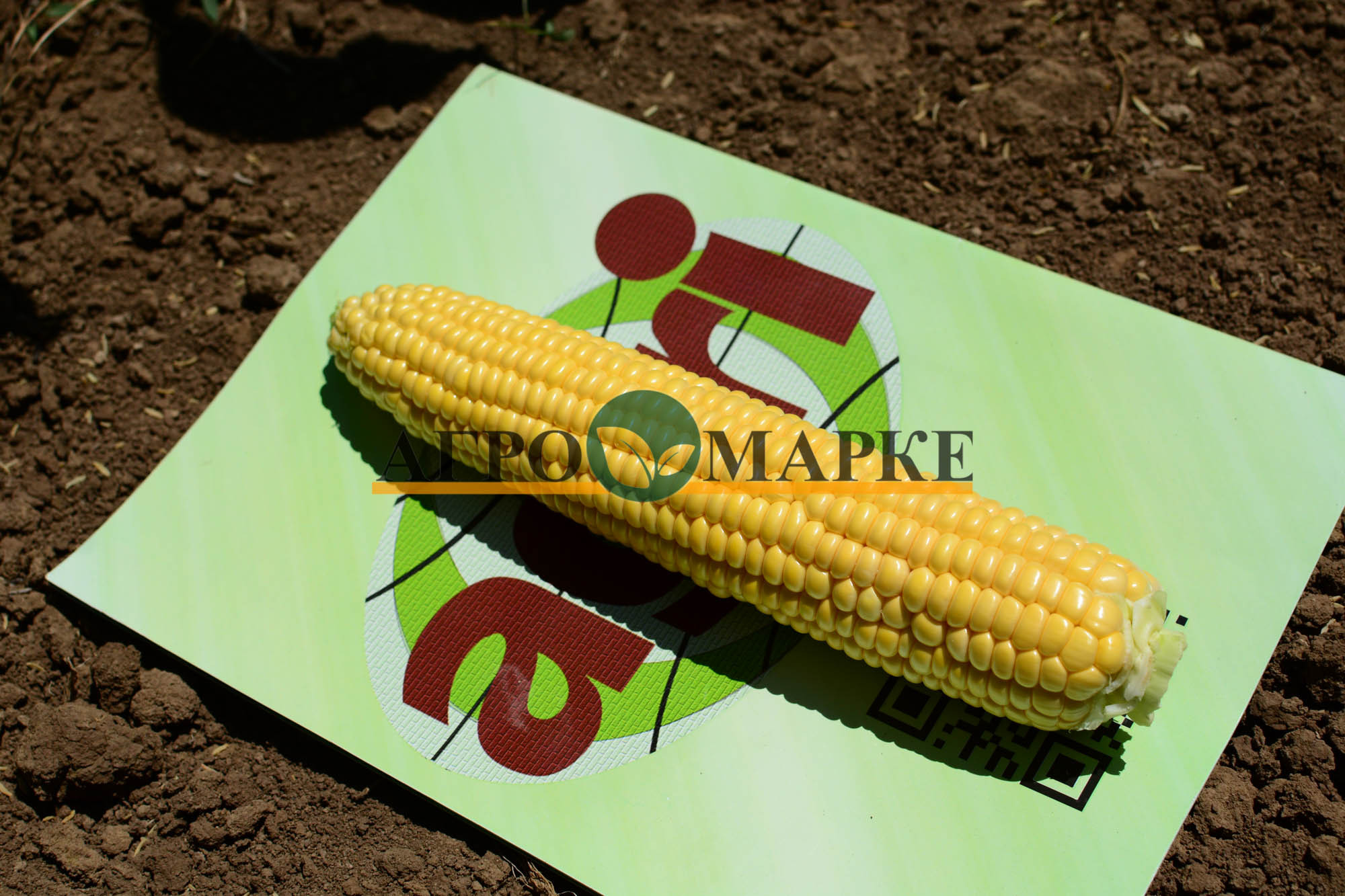 Кукуруза СВИТ НАГГЕТ F1 / SWEET NUGGET F1 Agri Saaten  фото 2