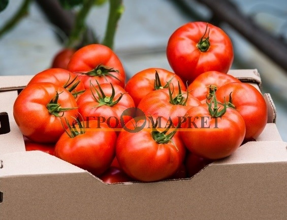 Томат ФАНТАСТИНА F1 / FANTASTINA F1 Syngenta  фото 3