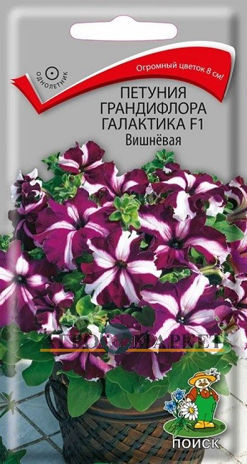 Однолетник Петуния грандифлора Галактика F1 Вишнёвая ЦВ Поиск 