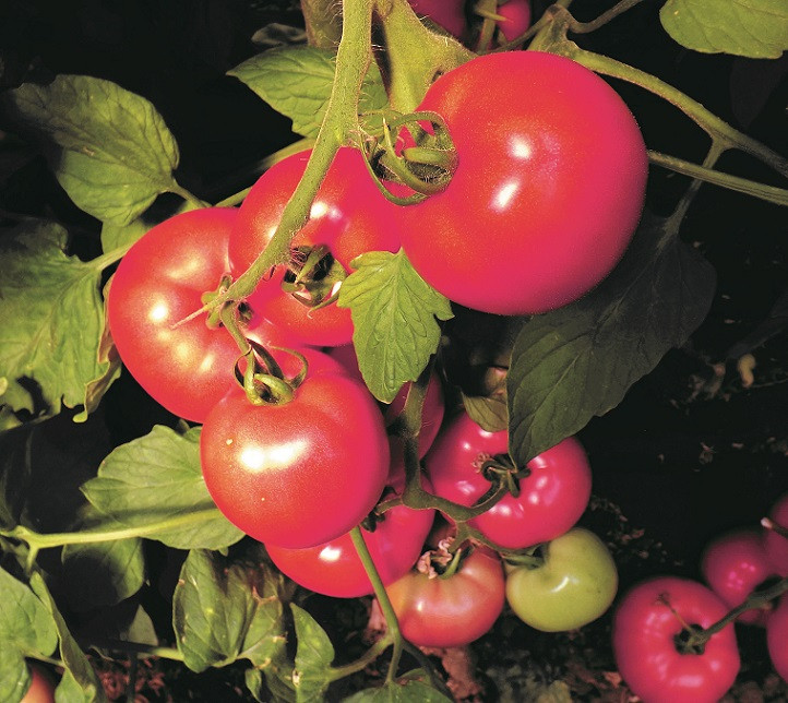 Томат КАРАТОС F1 / KARATOS F1 Global Seeds 