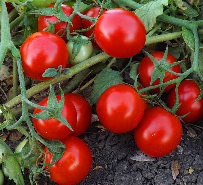Томат КЭН F1 / KEN F1 Global Seeds 