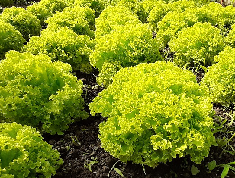 Салат листовой лолла бионда НАМЮР / NAMYUR Global Seeds 