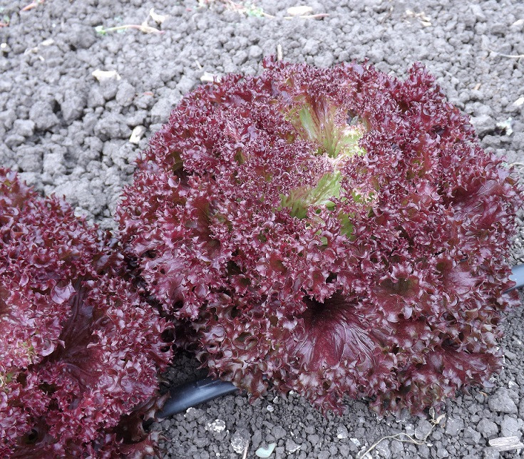 Салат листовой лолло росса СИЛВА / SILVA Global Seeds 