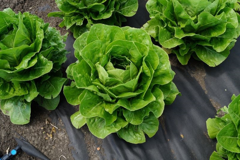 Салат ромэн ИРБИД / IRBID Global Seeds 
