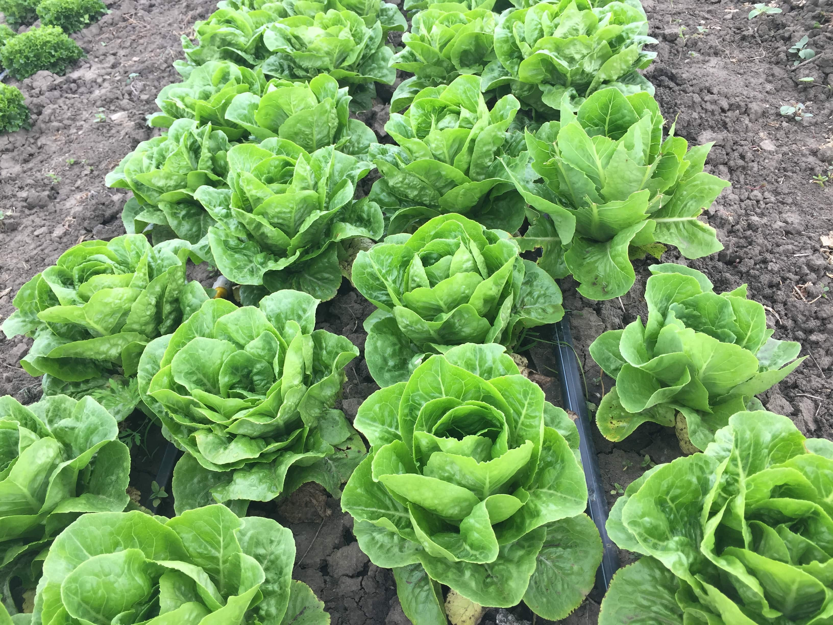 Салат ромэн ЛОБНОР / LOBNOR Global Seeds 