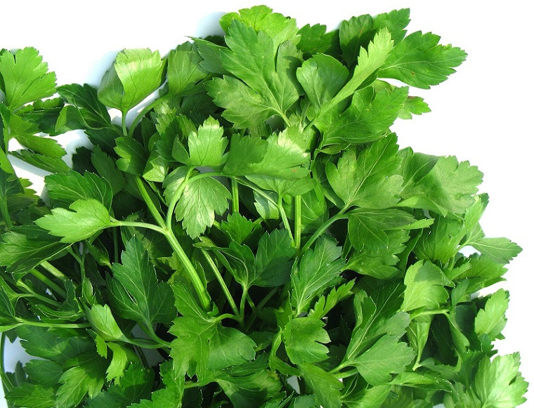 Петрушка ИТАЛИАН ДАРК ГРИН / ITALIAN DARK GREEN Global Seeds 