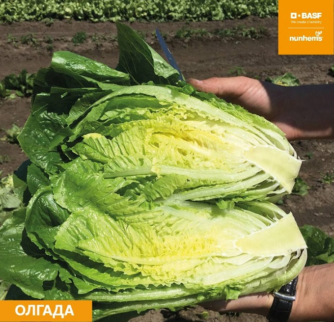 Салат ромэн ОЛГАДА / OLGADA Nunhems 
