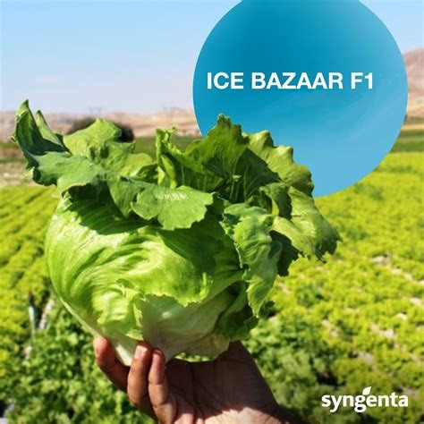 Салат айсберг АЙС БАЗАР / ICE BAZAAR Syngenta 