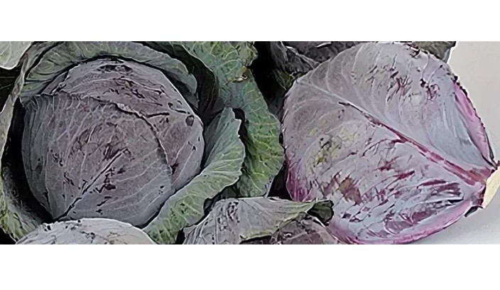 Капуста краснокочанная РЕМАЛА / REMALA F1 Syngenta 