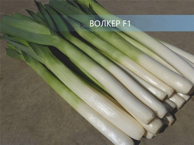 Лук Порей ВОЛКЕР F1 / VOLKER F1 Bejo 