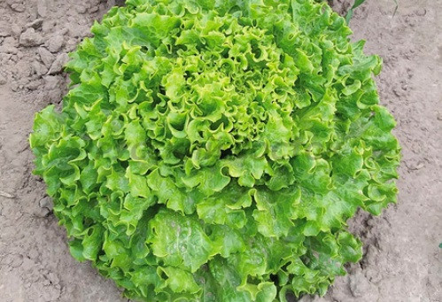 Салат батавия АННИСОЛЬ / ANNICOL Syngenta 