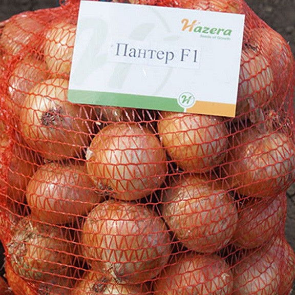 Лук Озимый ПАНТЕР F1 / PANTHER F1 Hazera  фото 2