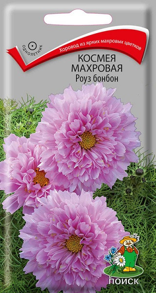 Однолетник Космея Махровая Роуз бонбон ЦВ Поиск 