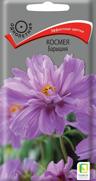 Однолетник Космея Барышня ЦВ Поиск 