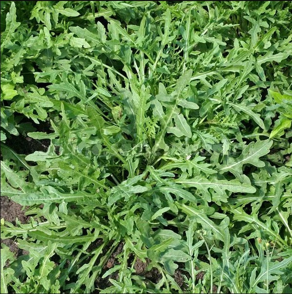 Руккола (Индау) дикая СТРЕЛЫ КУПИДОНА Поиск 