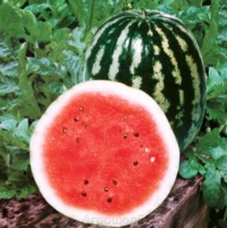 Арбуз КРИМСОН СВИТ / CRIMSON SWEET Unigen Seeds 