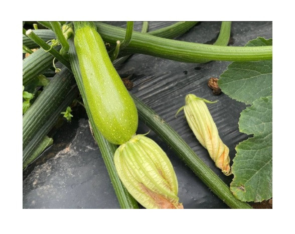 Кабачок ИНЕССА F1 / INESSA F1  Enza Zaden 