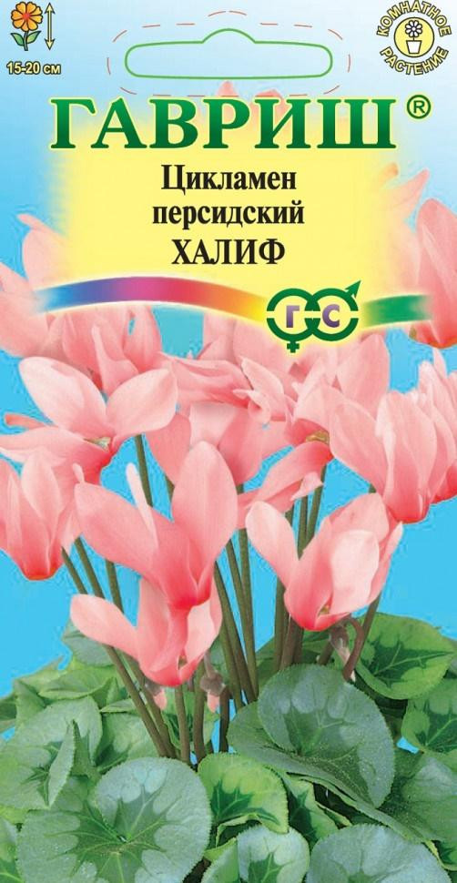 Комнатные Цикламен Халиф персидский Гавриш 