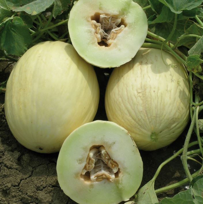 Дыня ТИХУАНА F1 / TIHUANA F1 JSeeds 