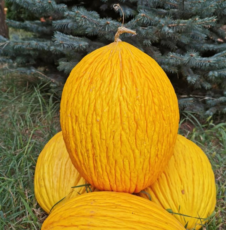 Дыня РОКСИ F1 / ROKSI JSeeds 